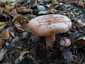 Ízletes rizike (Lactarius deliciosus), Őrség